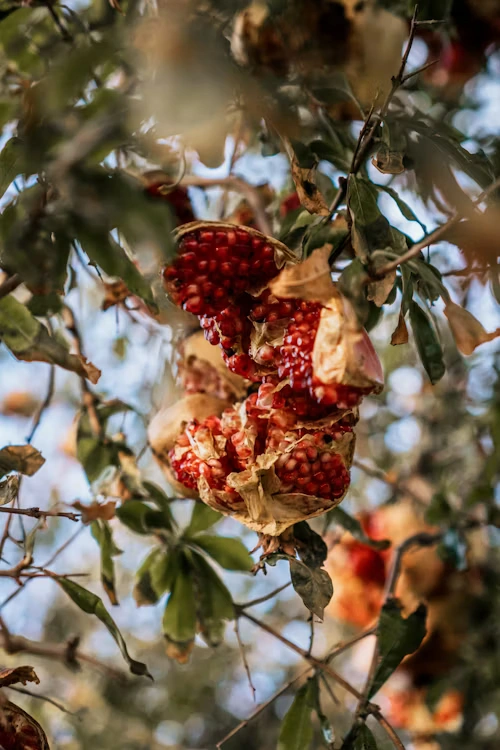 Sirup iz granatnega jabolka